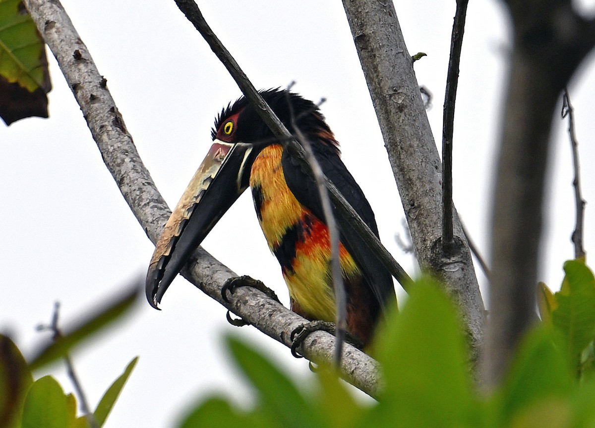 Collared Aracari - ML642058237