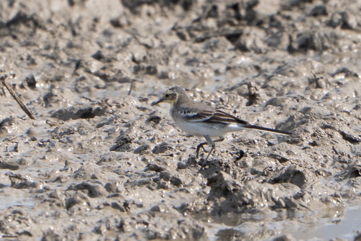 Citrine Wagtail - ML642058238