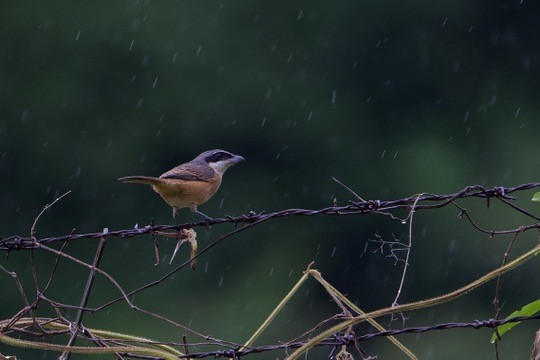Brown Shrike (Philippine) - ML642058240