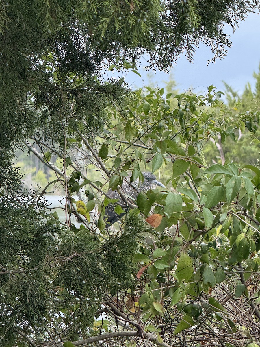 Yellow-crowned Night Heron - ML642058253