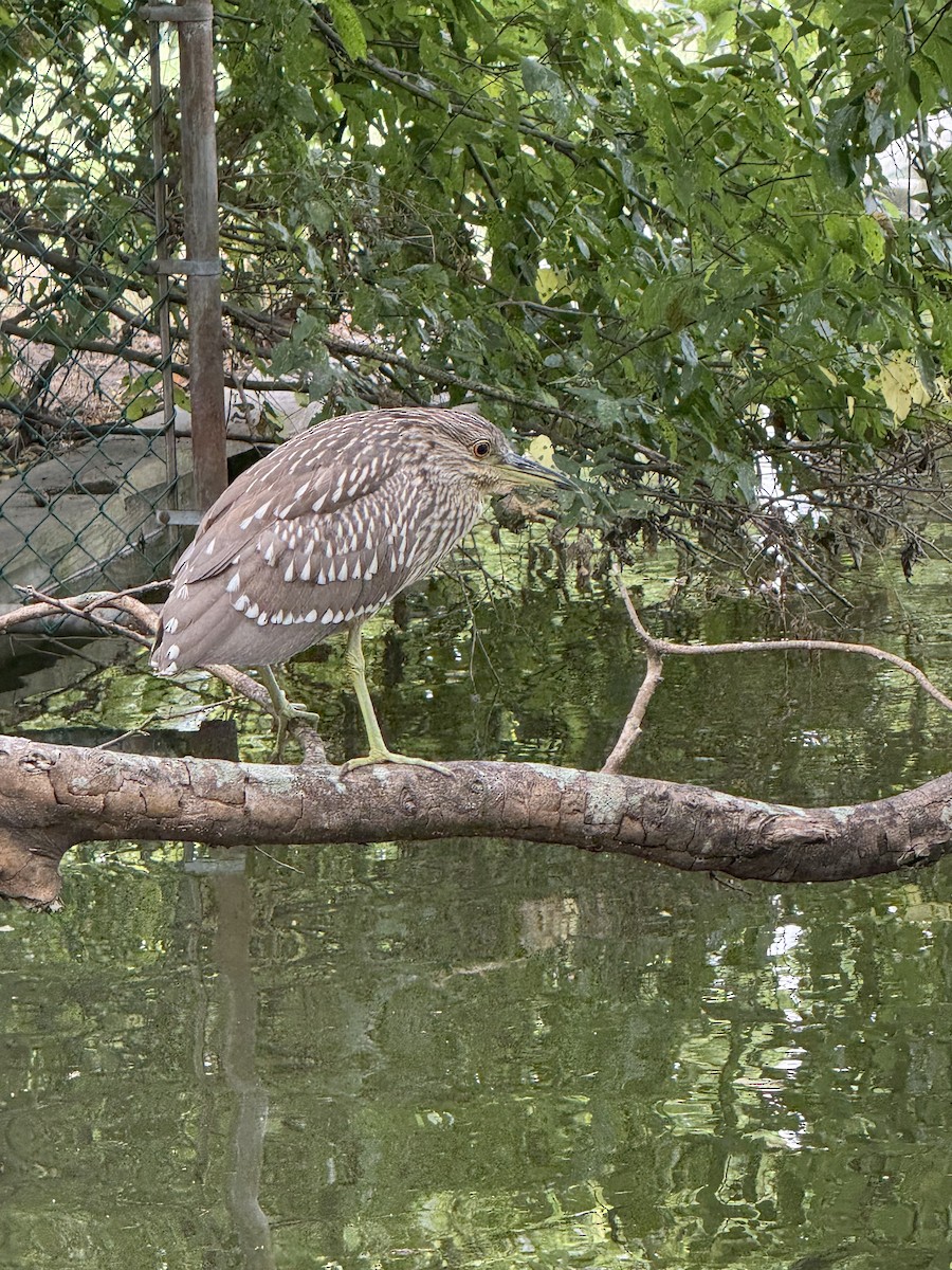 Black-crowned Night Heron - ML642058259