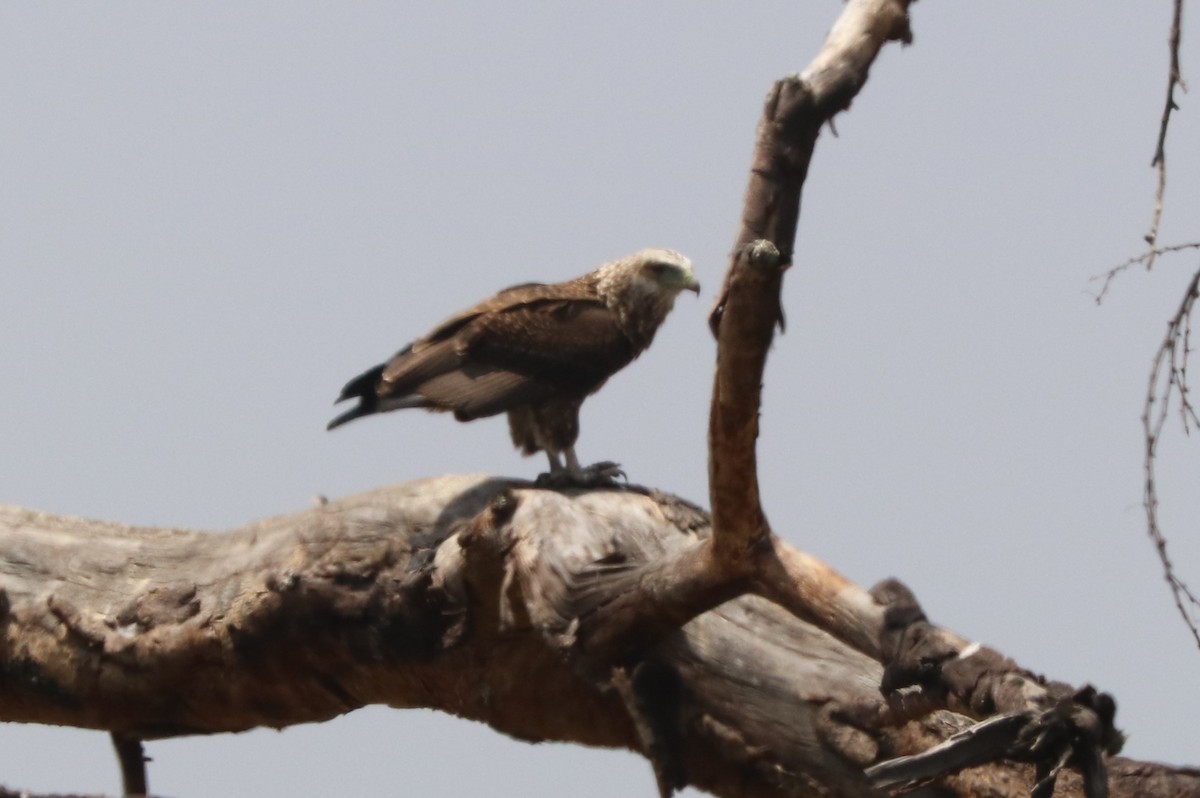 Tawny Eagle - ML642058273