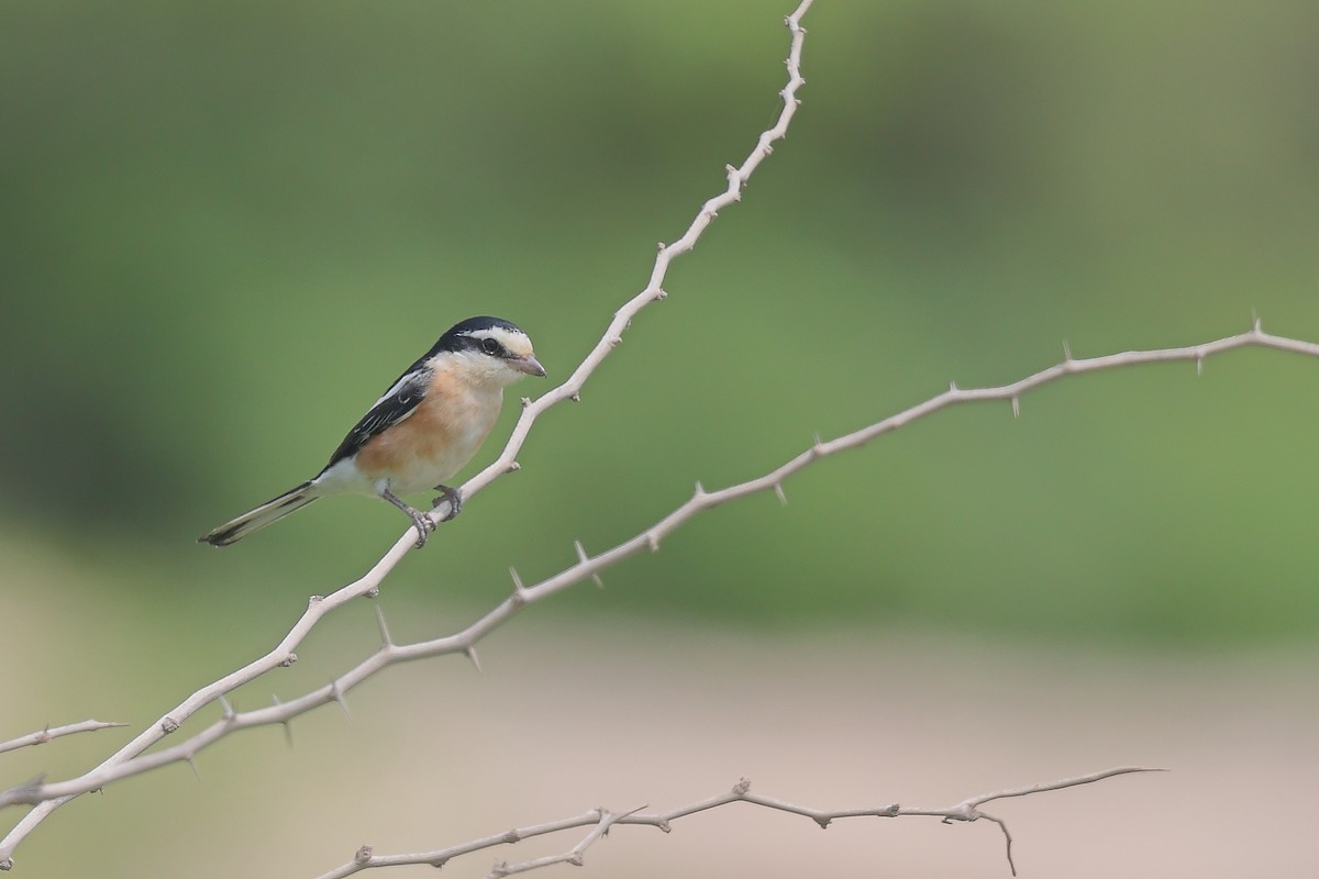 Masked Shrike - ML642058286