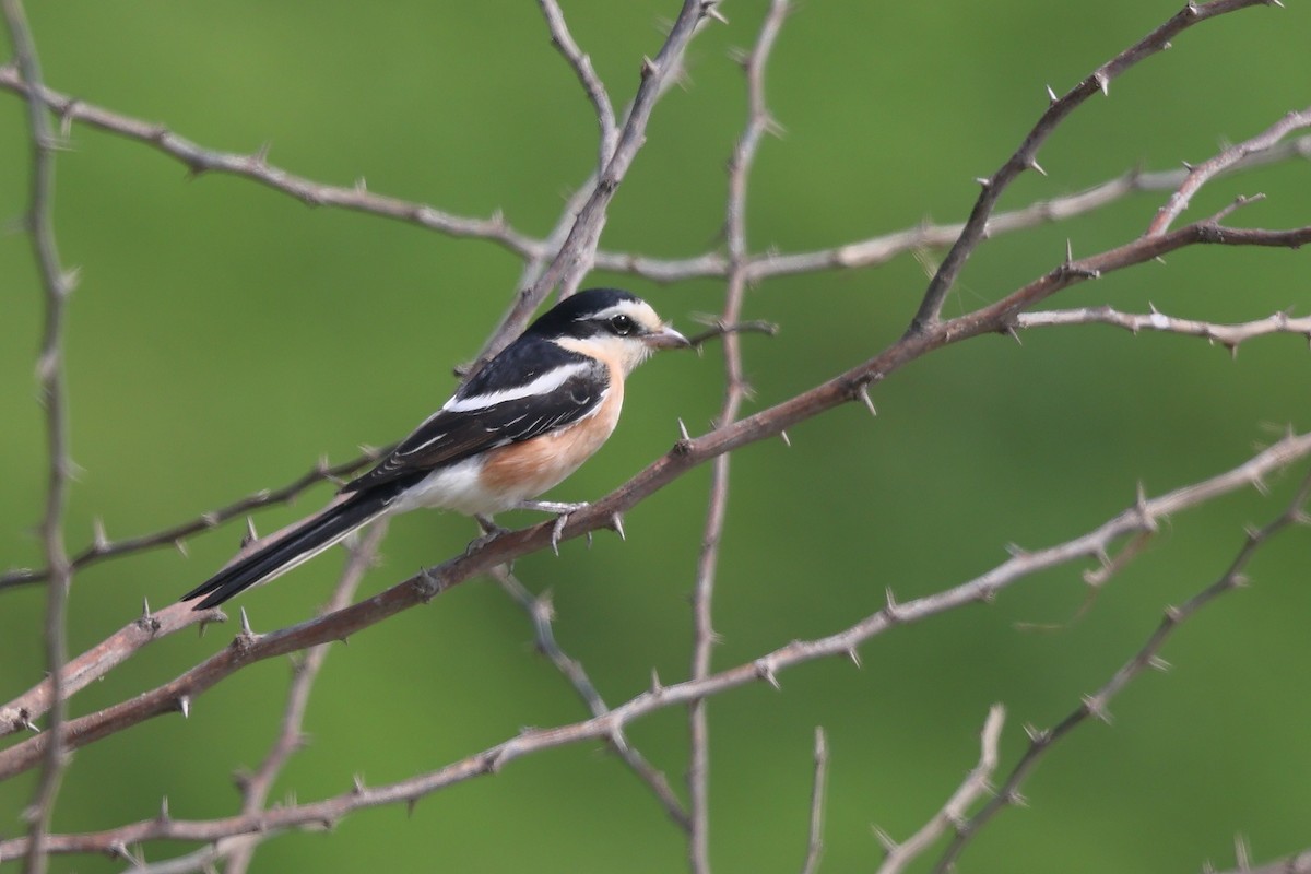 Masked Shrike - ML642058287