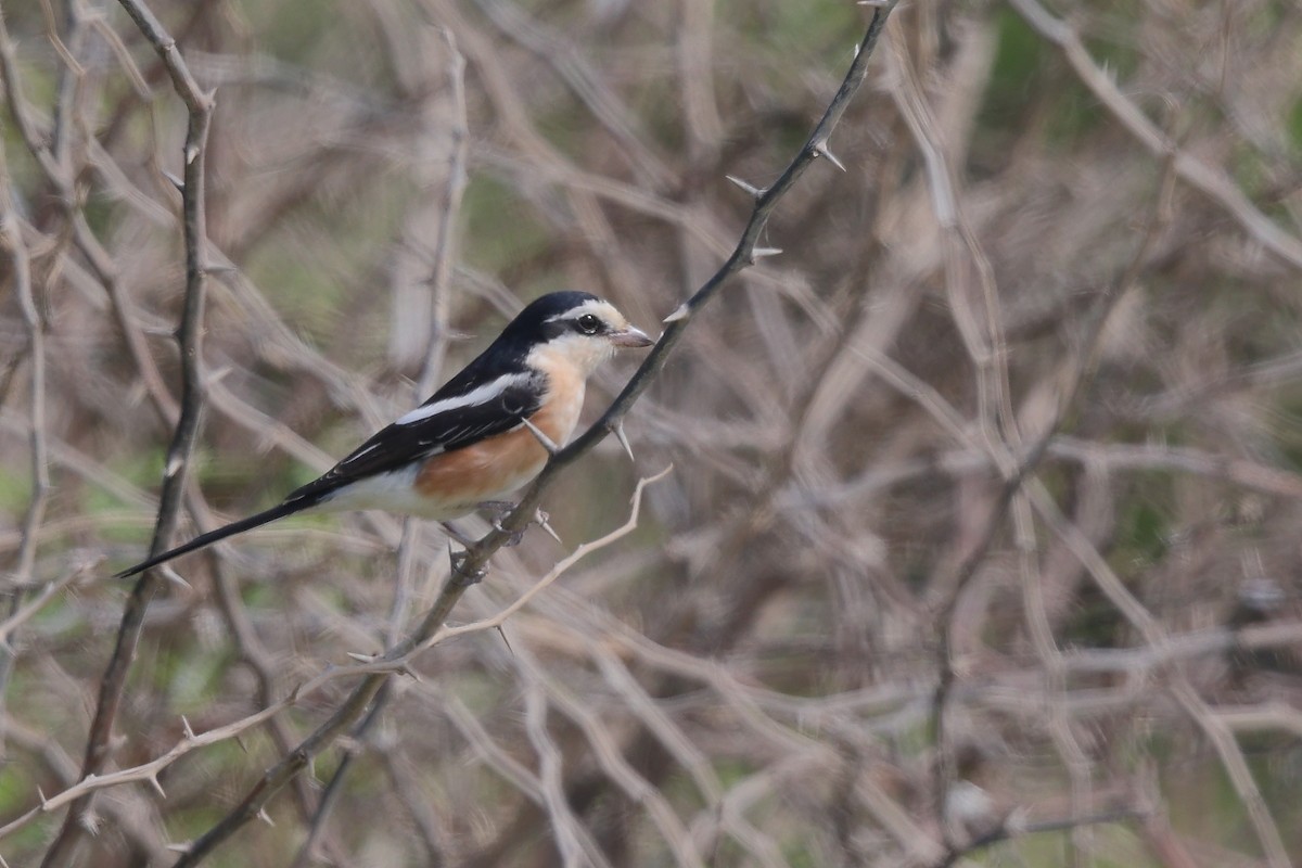 Masked Shrike - ML642058288