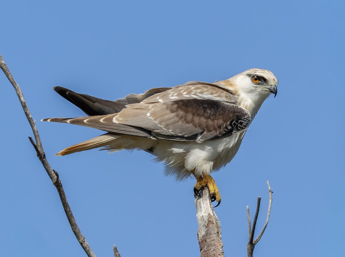 Черноплечий коршун - ML642058323
