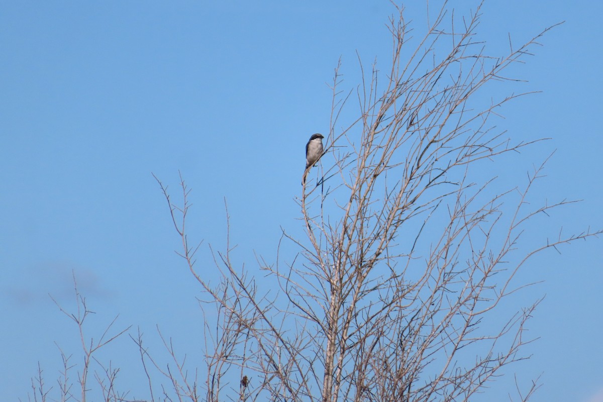 Loggerhead Shrike - ML642058331
