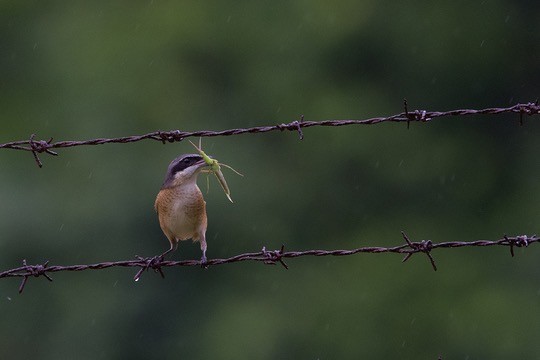 Brown Shrike (Philippine) - ML642058343