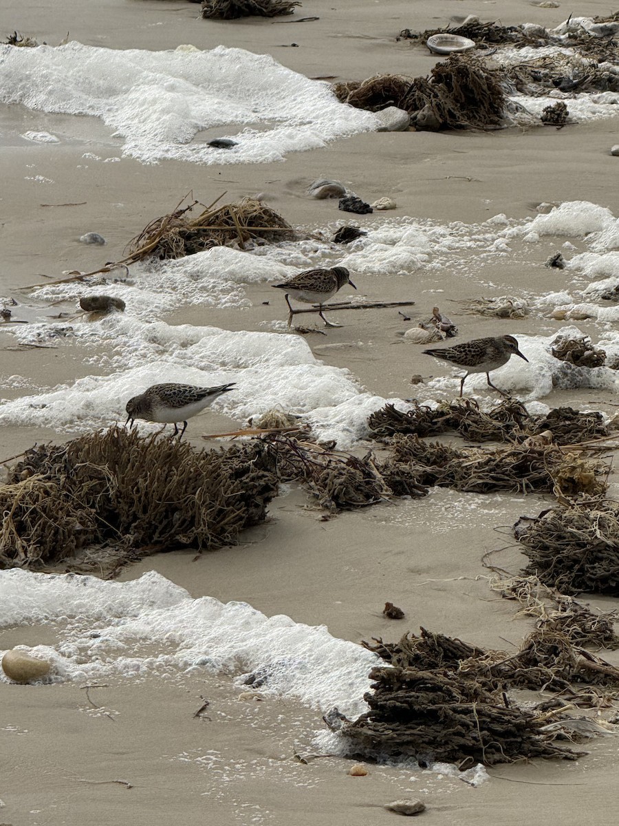 Semipalmated Sandpiper - ML642058345