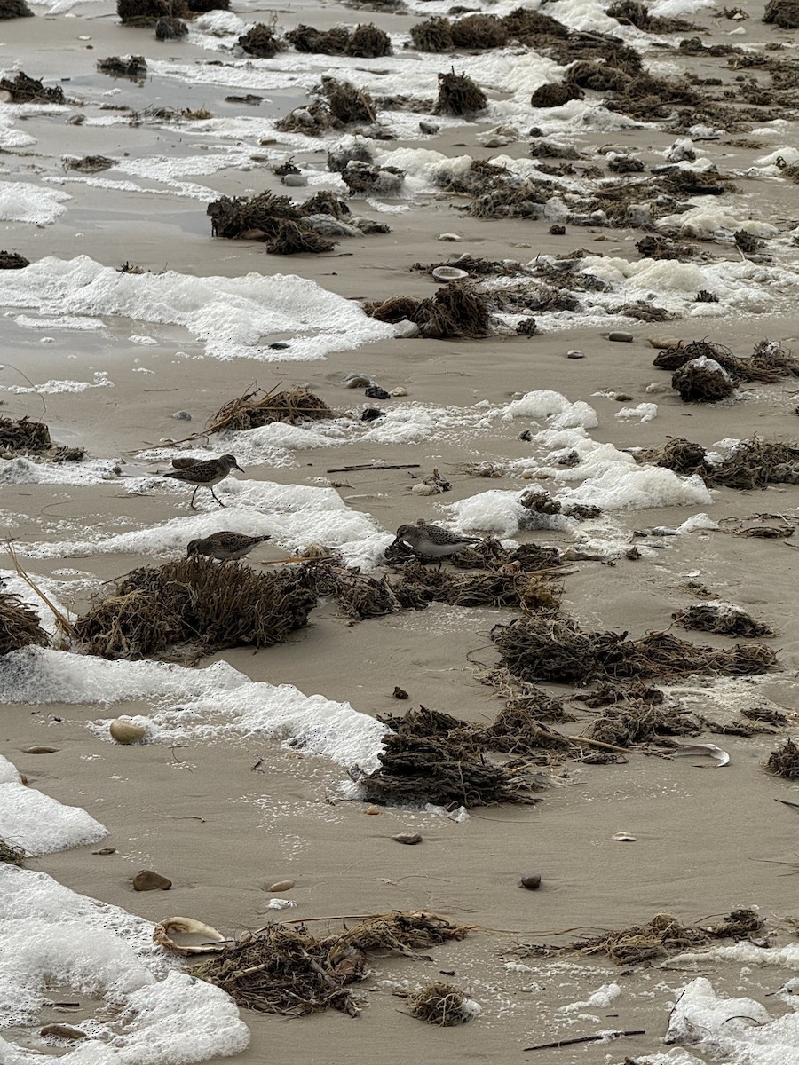 Semipalmated Sandpiper - ML642058346