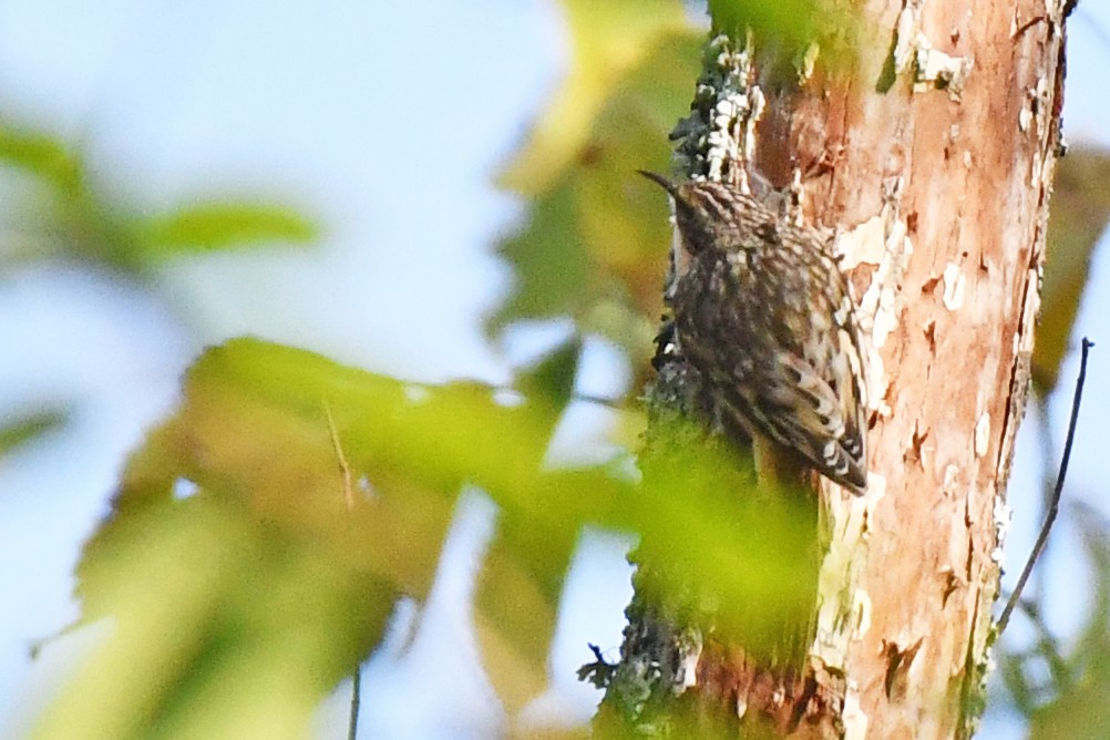 Brown Creeper - ML642058350