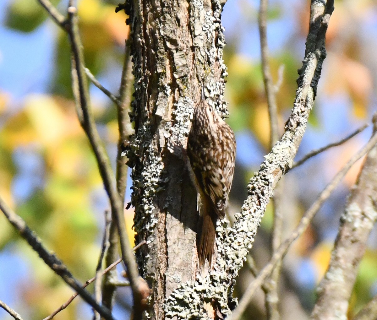 Brown Creeper - ML642058351