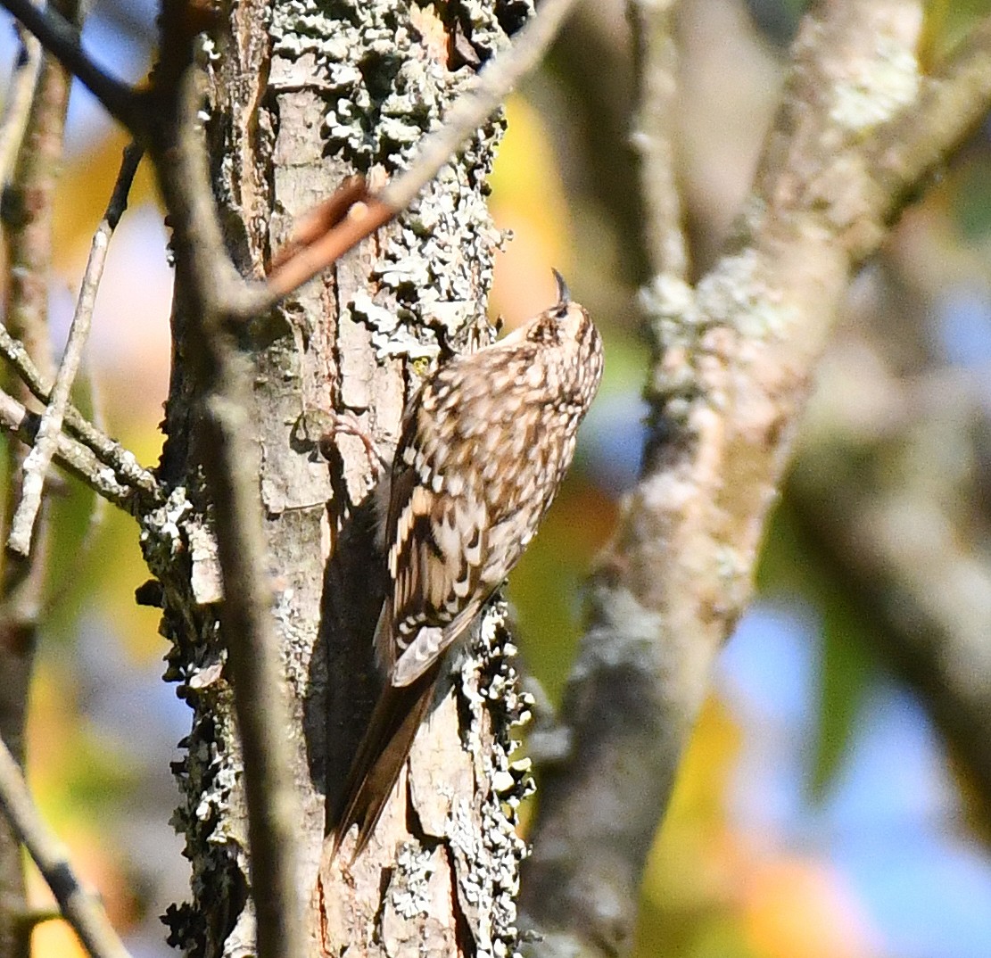 Brown Creeper - ML642058352