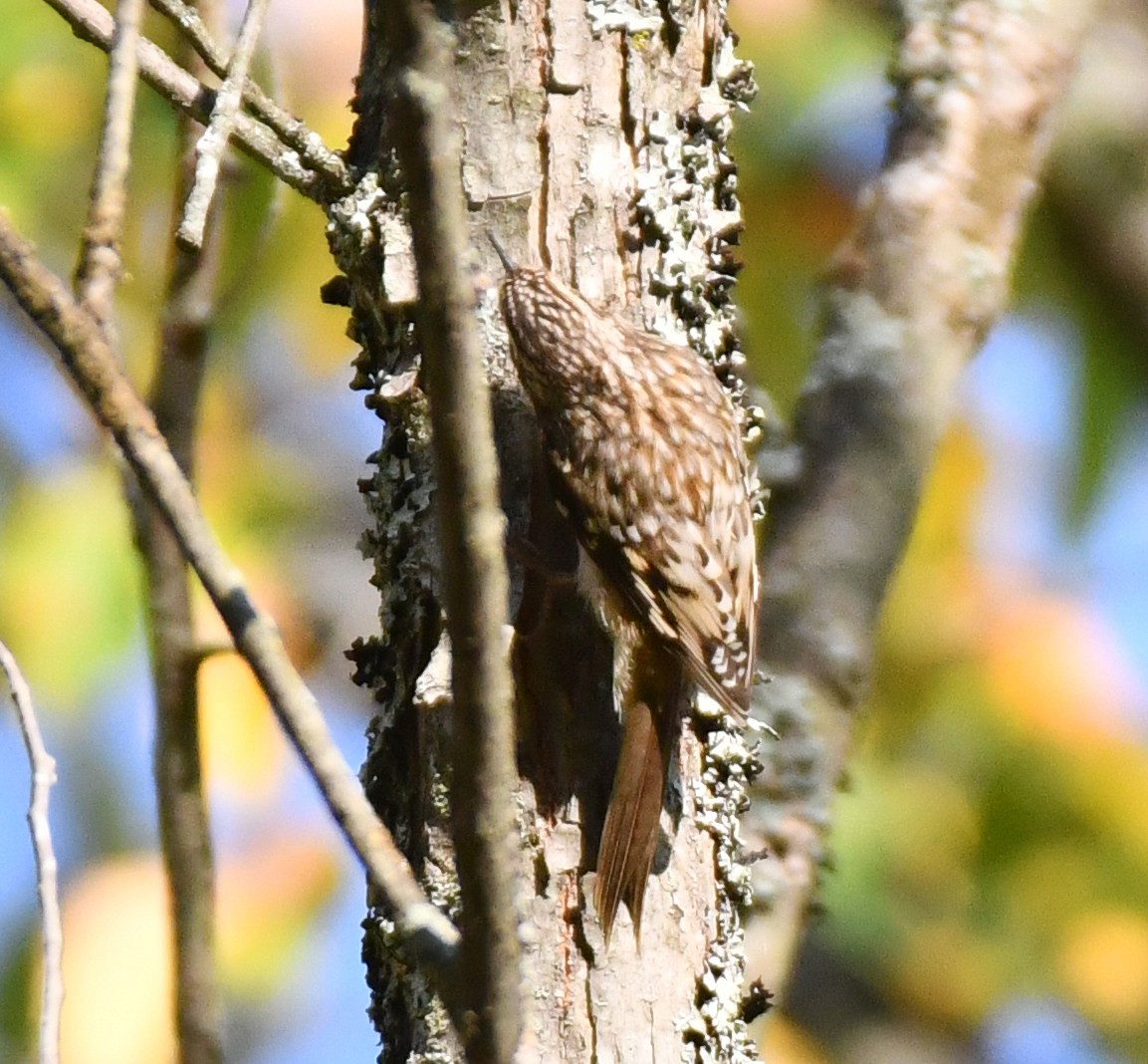 Brown Creeper - ML642058353