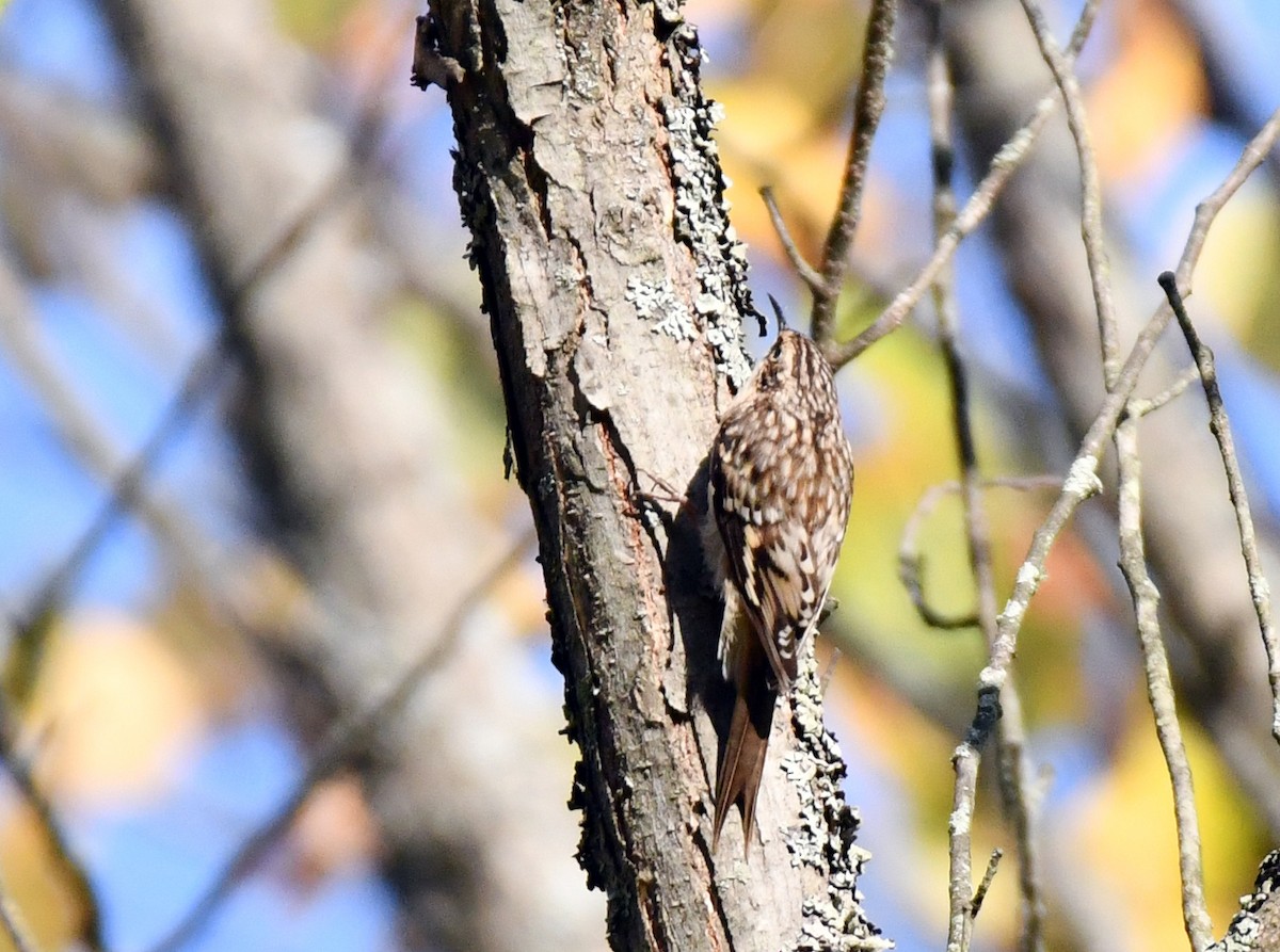 Brown Creeper - ML642058354