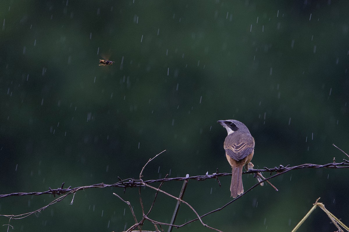 Brown Shrike (Philippine) - ML642058360