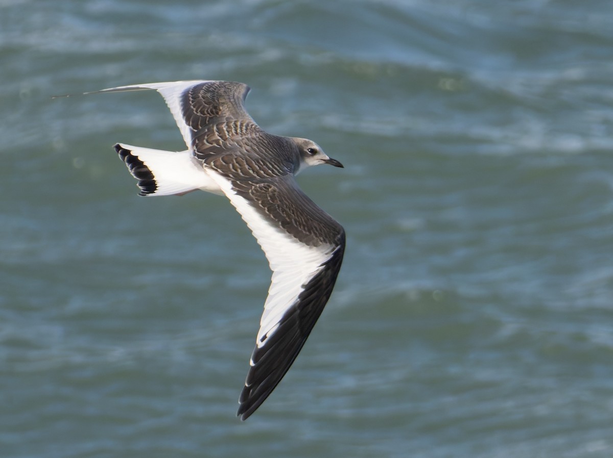 Sabine's Gull - ML642058363