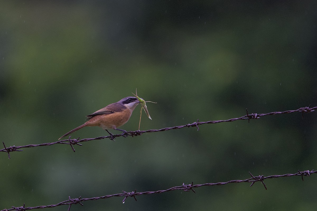 Brown Shrike (Philippine) - ML642058394