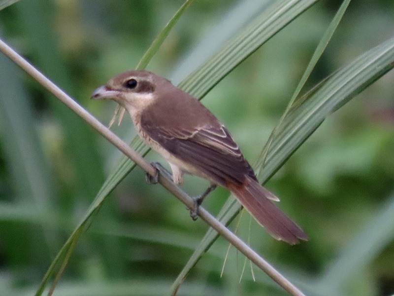 Brown Shrike - ML642058395