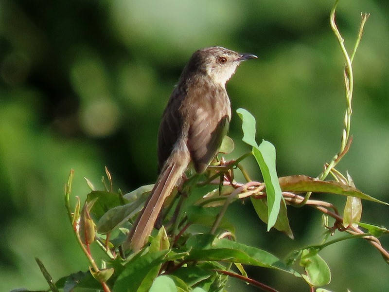 Striped Prinia - ML642058400