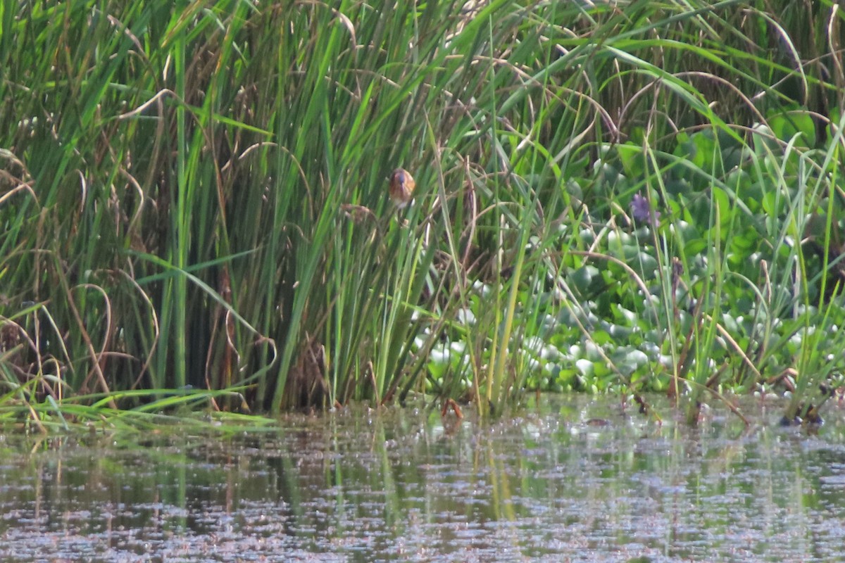 Least Bittern - ML642058401