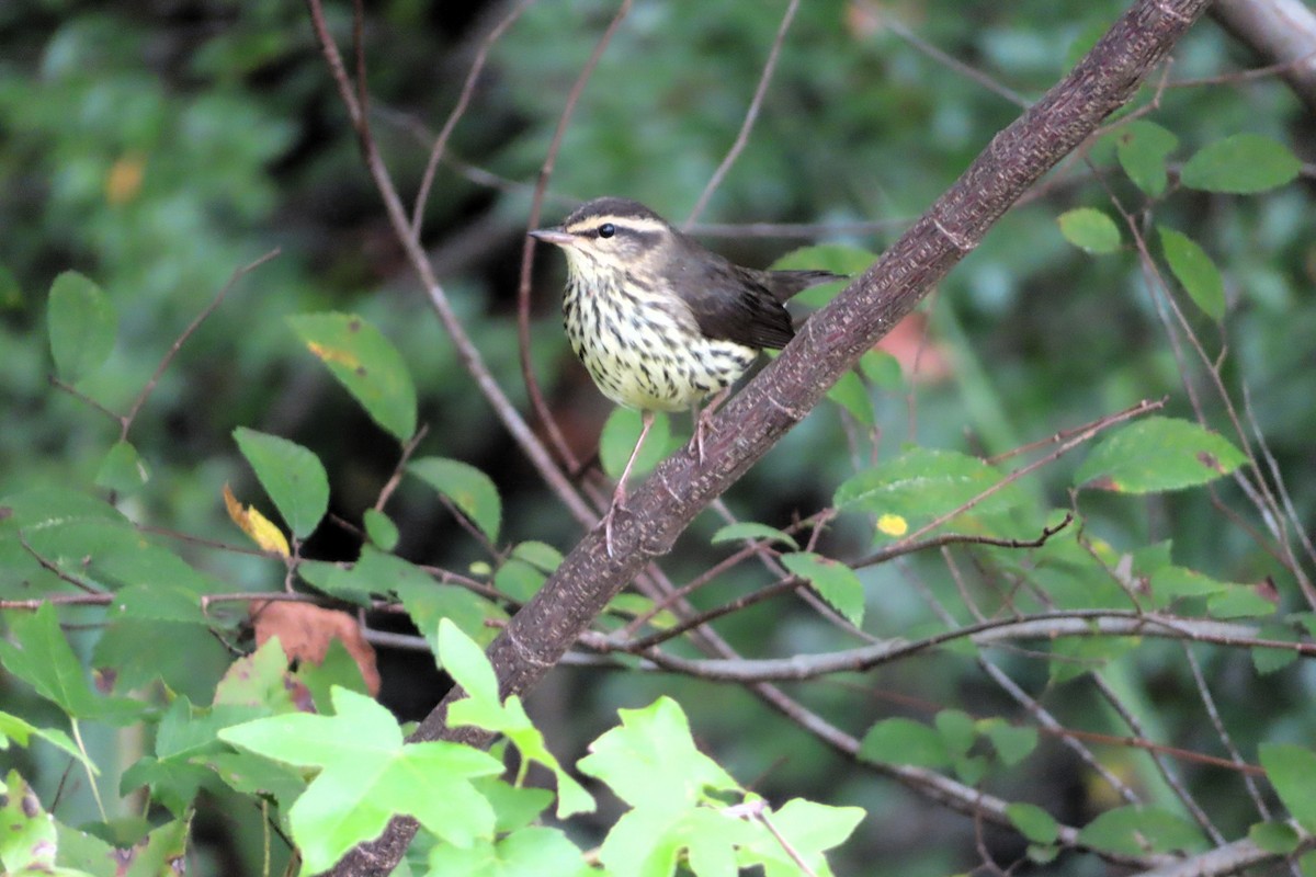 Northern Waterthrush - ML642058404