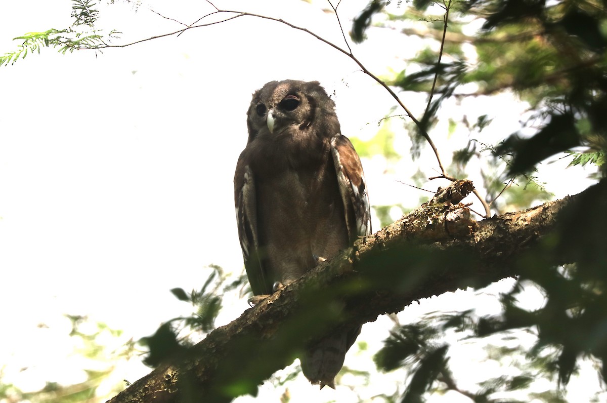Verreaux's Eagle-Owl - ML642058406