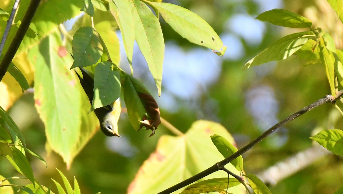 Northern Parula - ML642058409