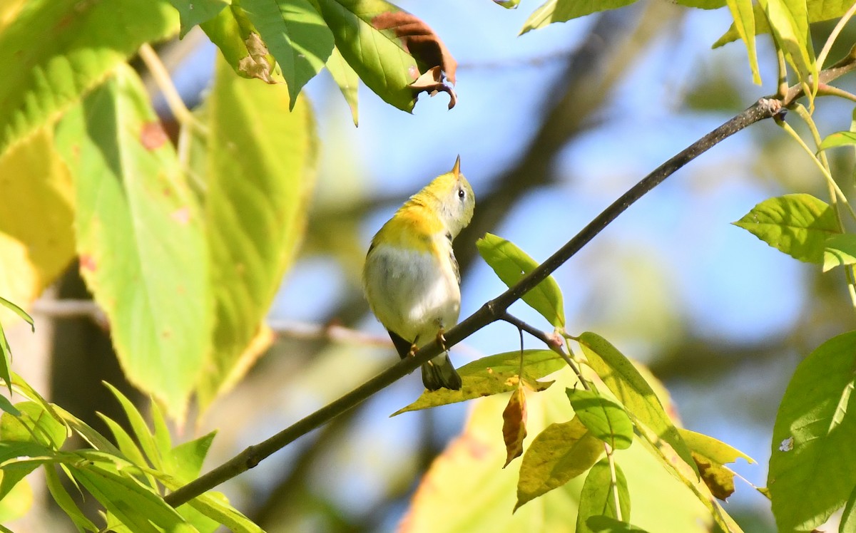 Northern Parula - ML642058411