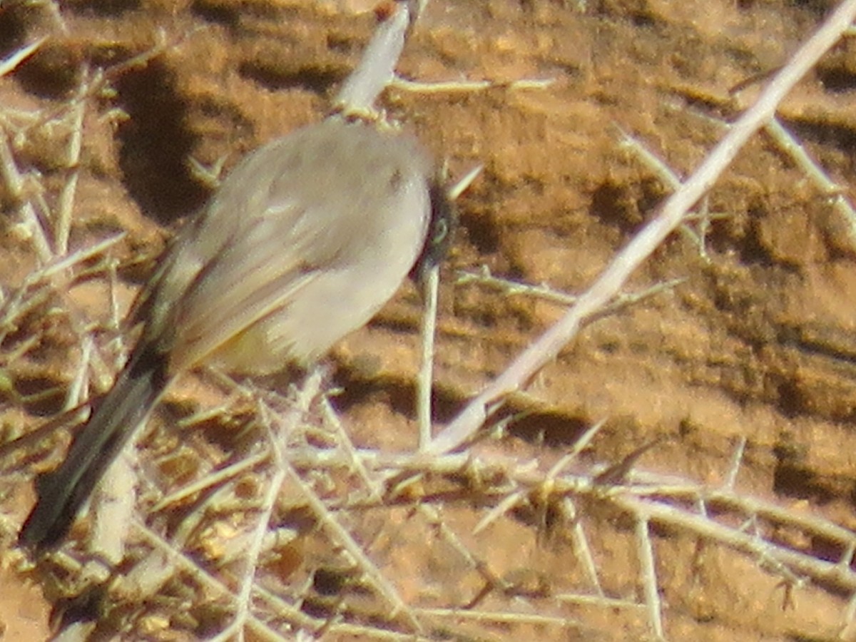 Arapbülbülü - ML642058435