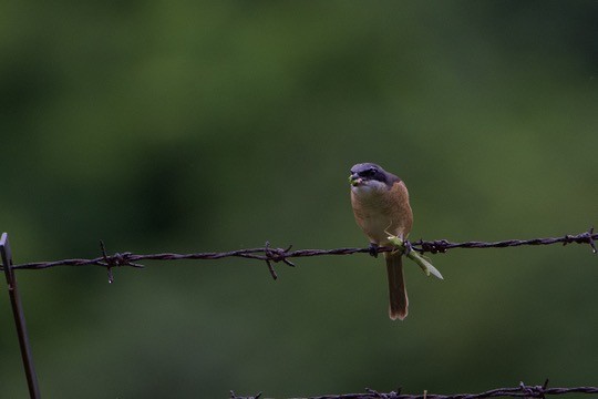 Kahverengi Örümcekkuşu (lucionensis) - ML642058439