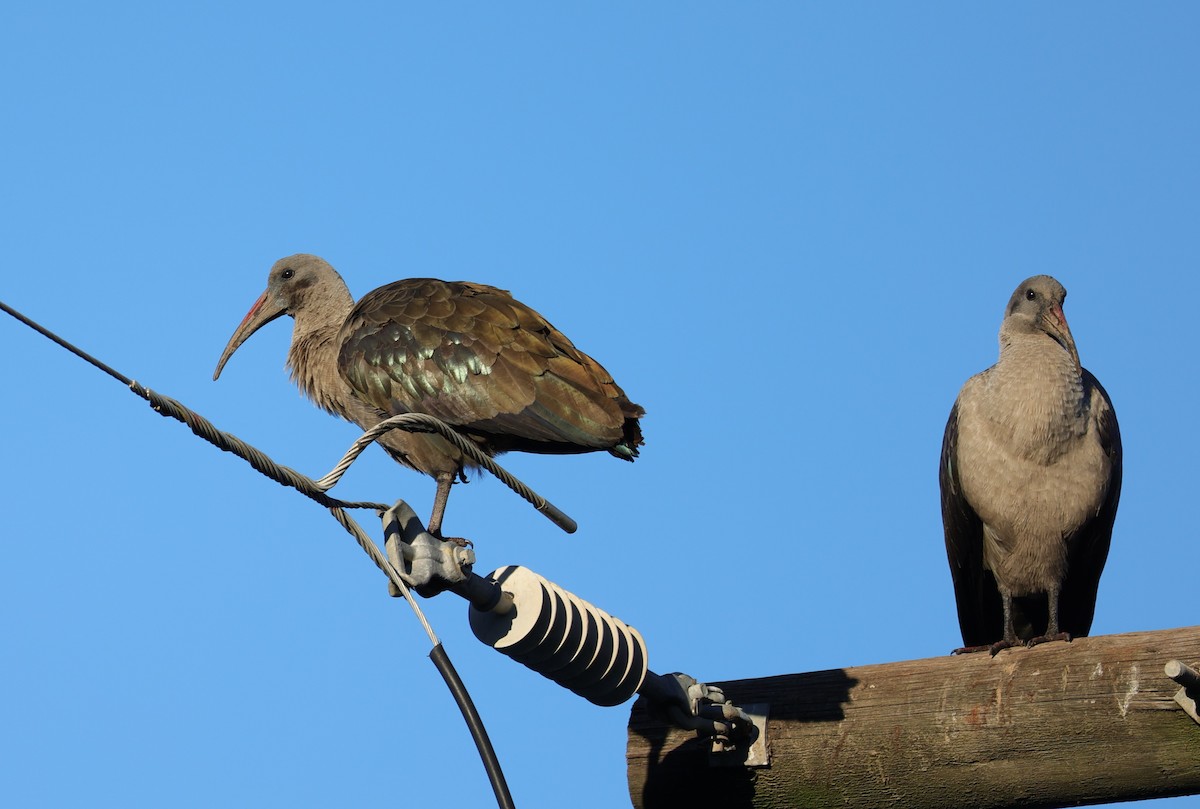 Hadada Ibis - ML642058467