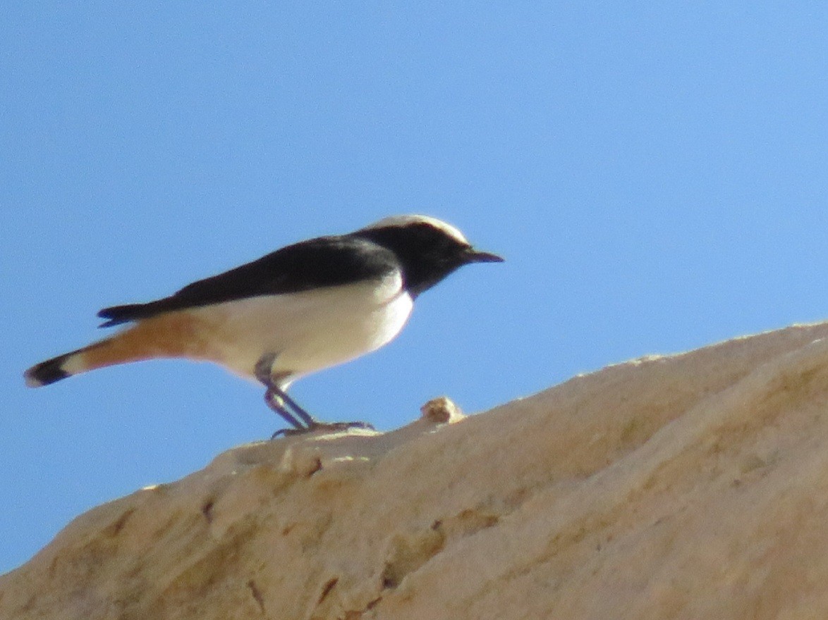 Mourning Wheatear - ML642058483