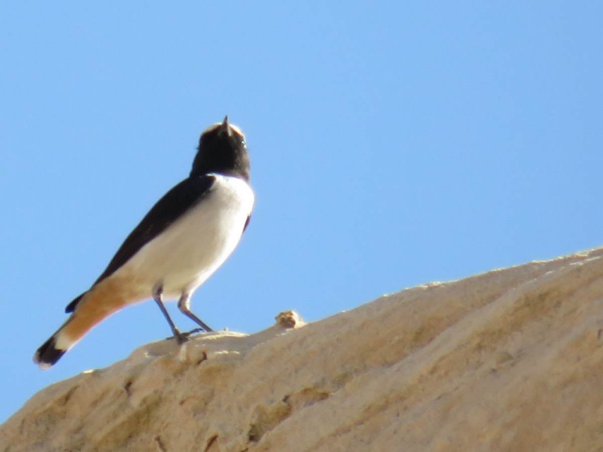 Mourning Wheatear - ML642058484