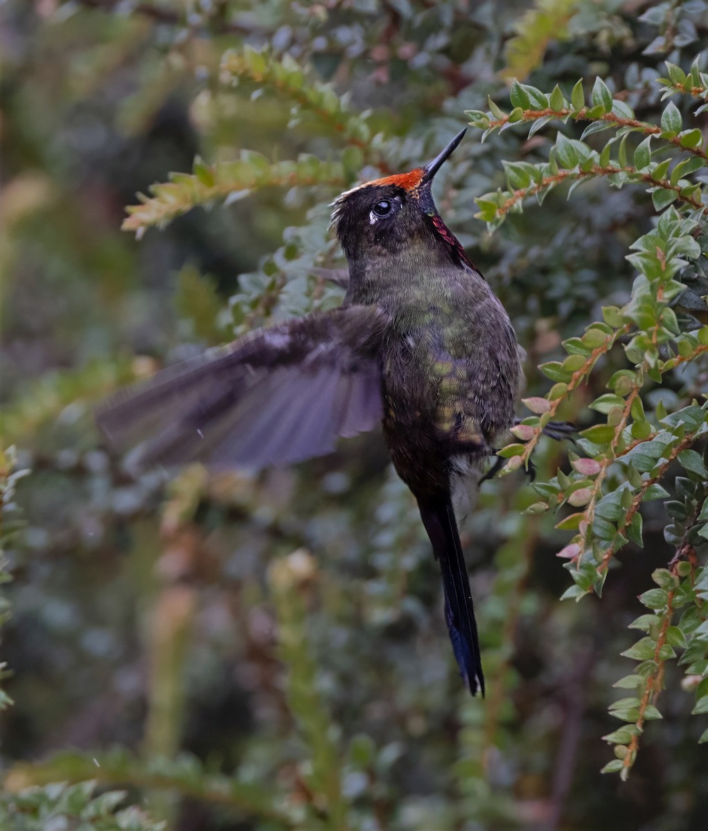 Rainbow-bearded Thornbill - ML642058485