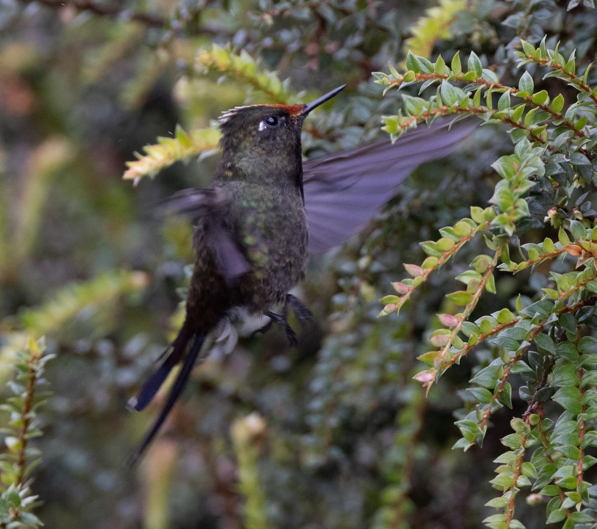Rainbow-bearded Thornbill - ML642058487