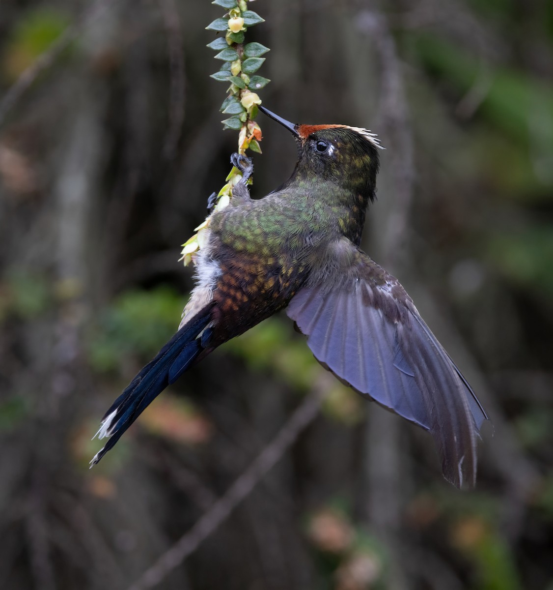Rainbow-bearded Thornbill - ML642058488