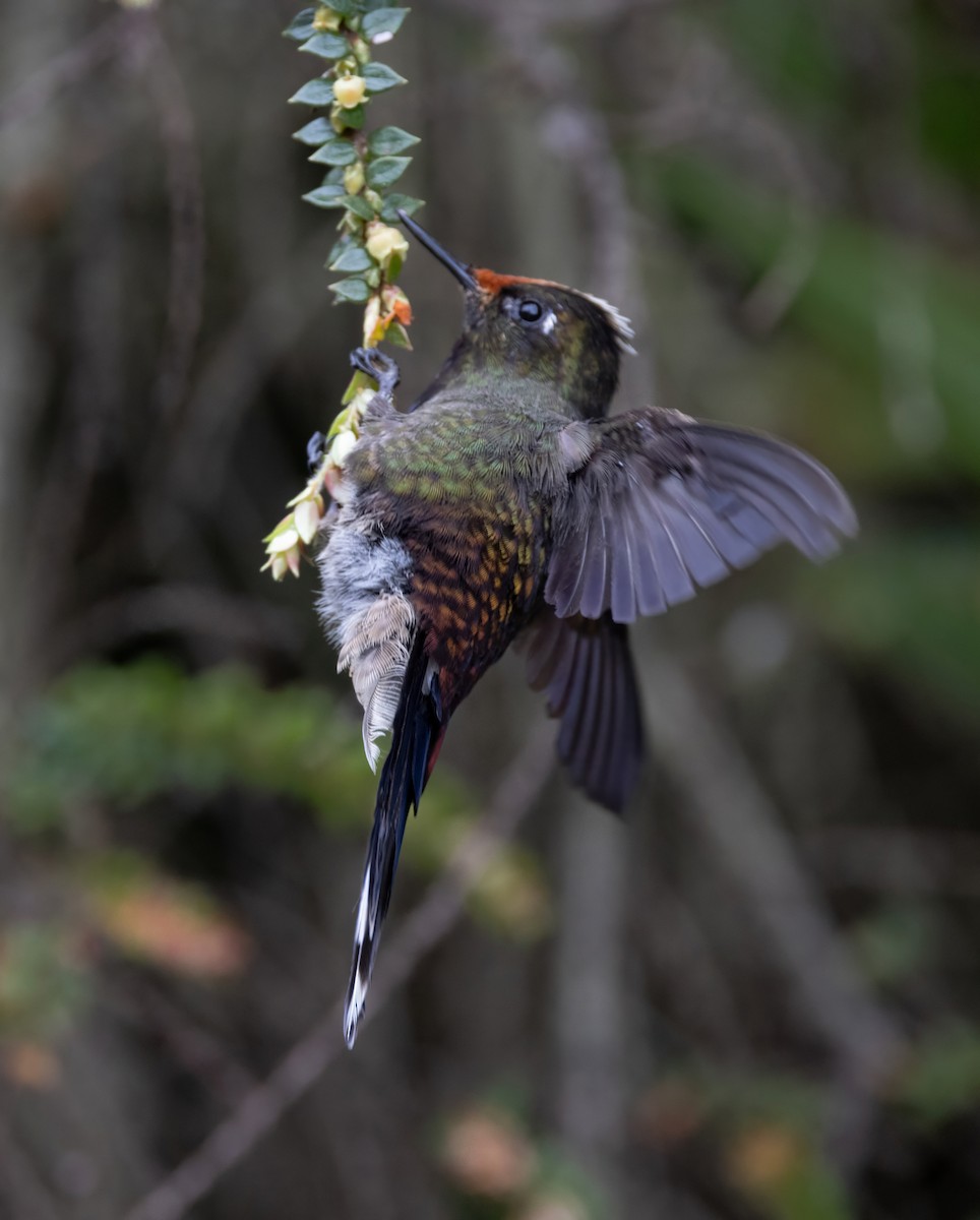 Rainbow-bearded Thornbill - ML642058489