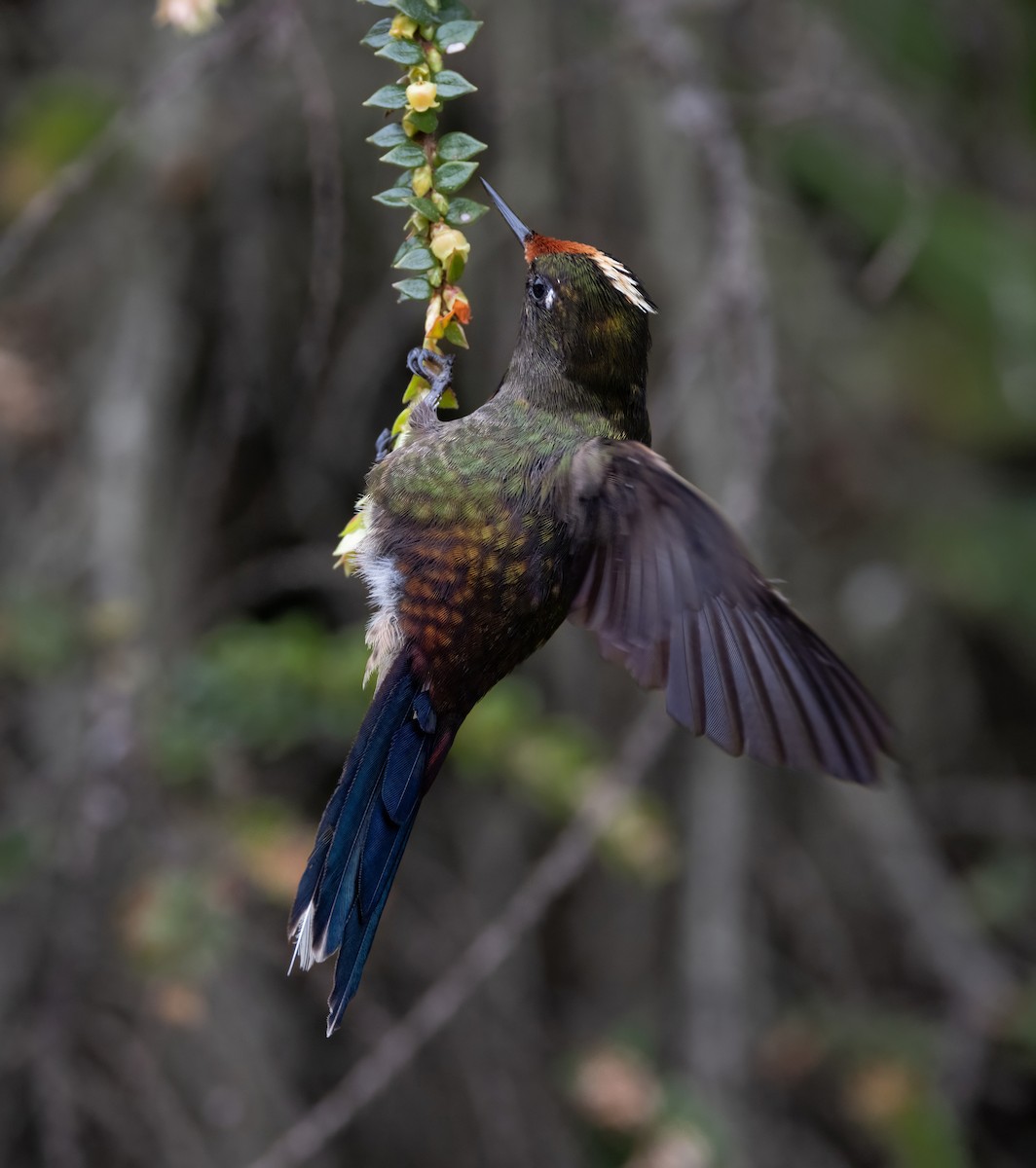 Rainbow-bearded Thornbill - ML642058490