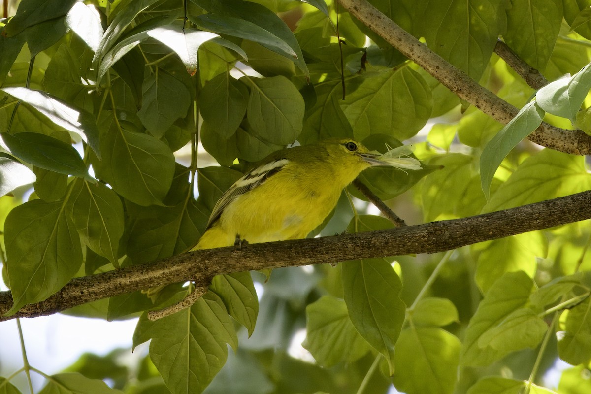 Common Iora - ML642058497