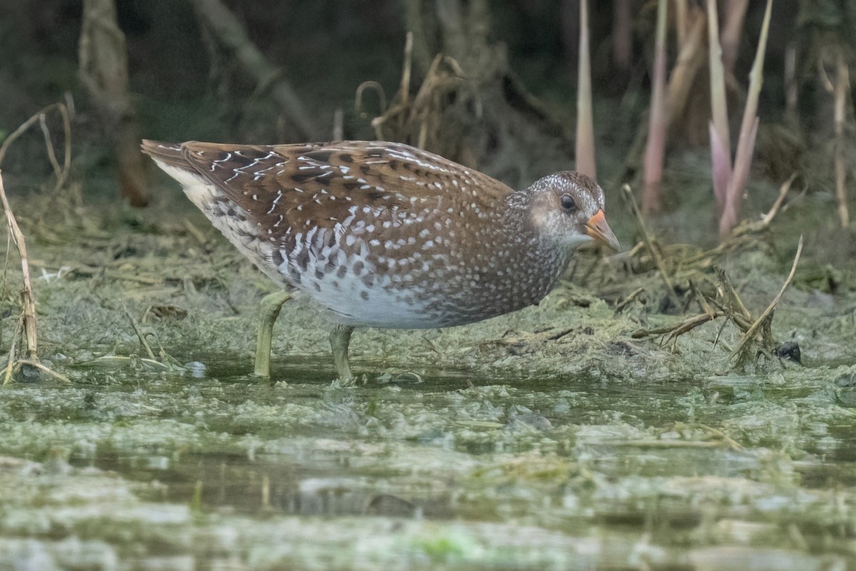 Spotted Crake - ML642058499