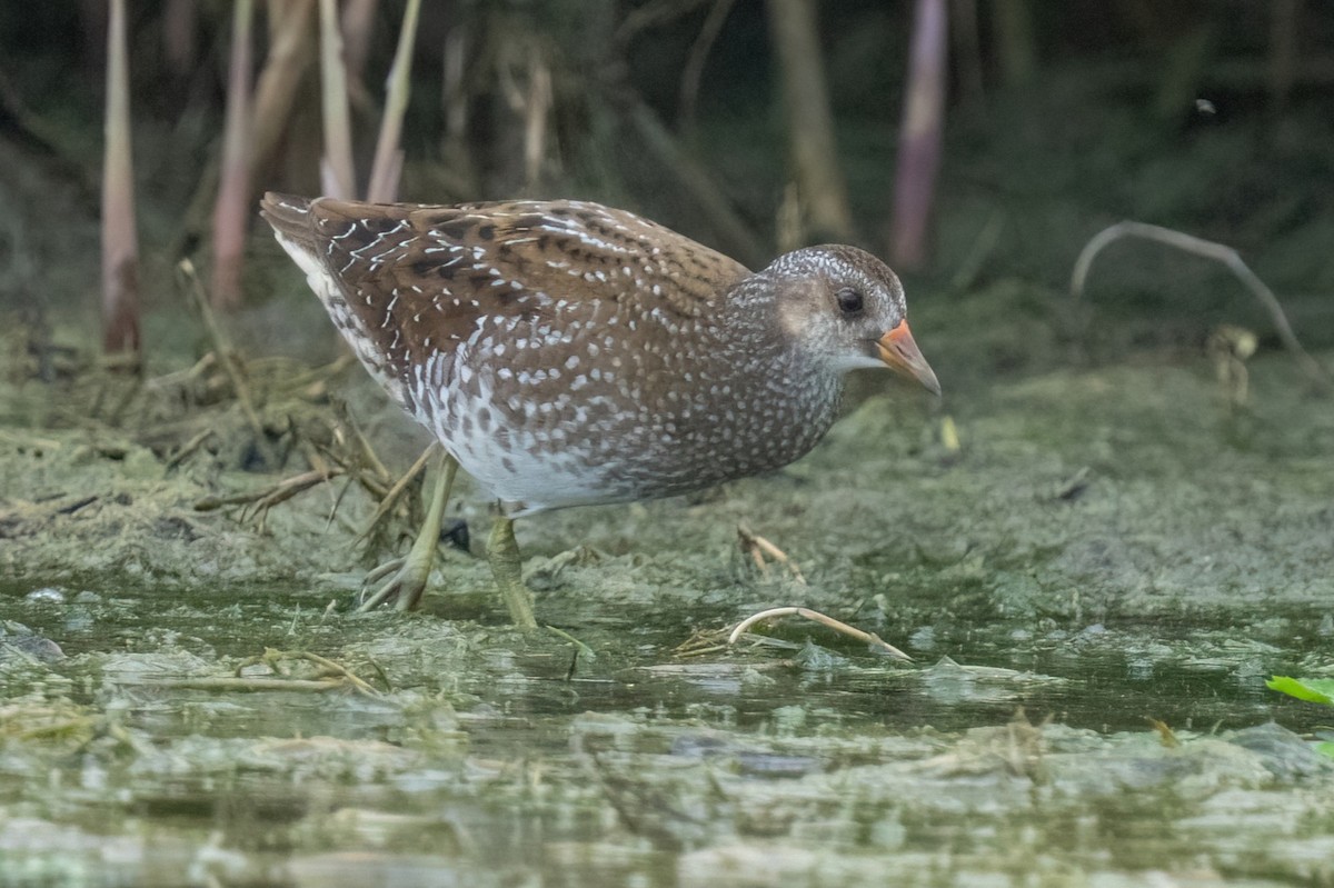 Spotted Crake - ML642058500