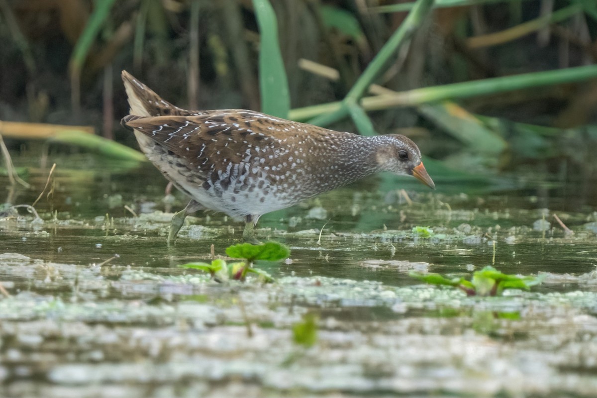 Spotted Crake - ML642058501