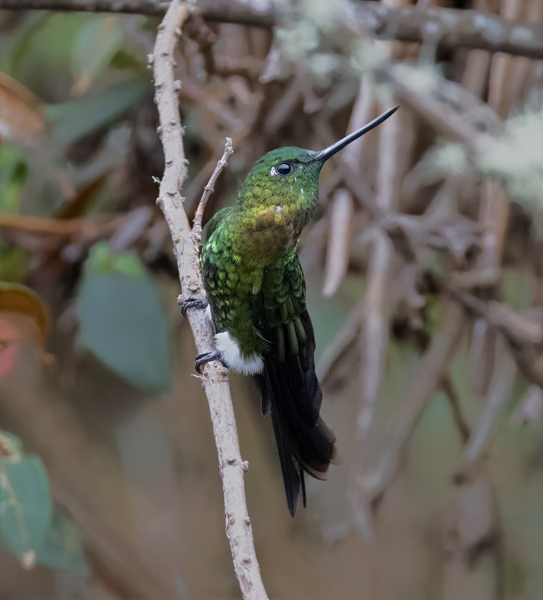 Golden-breasted Puffleg - ML642058504