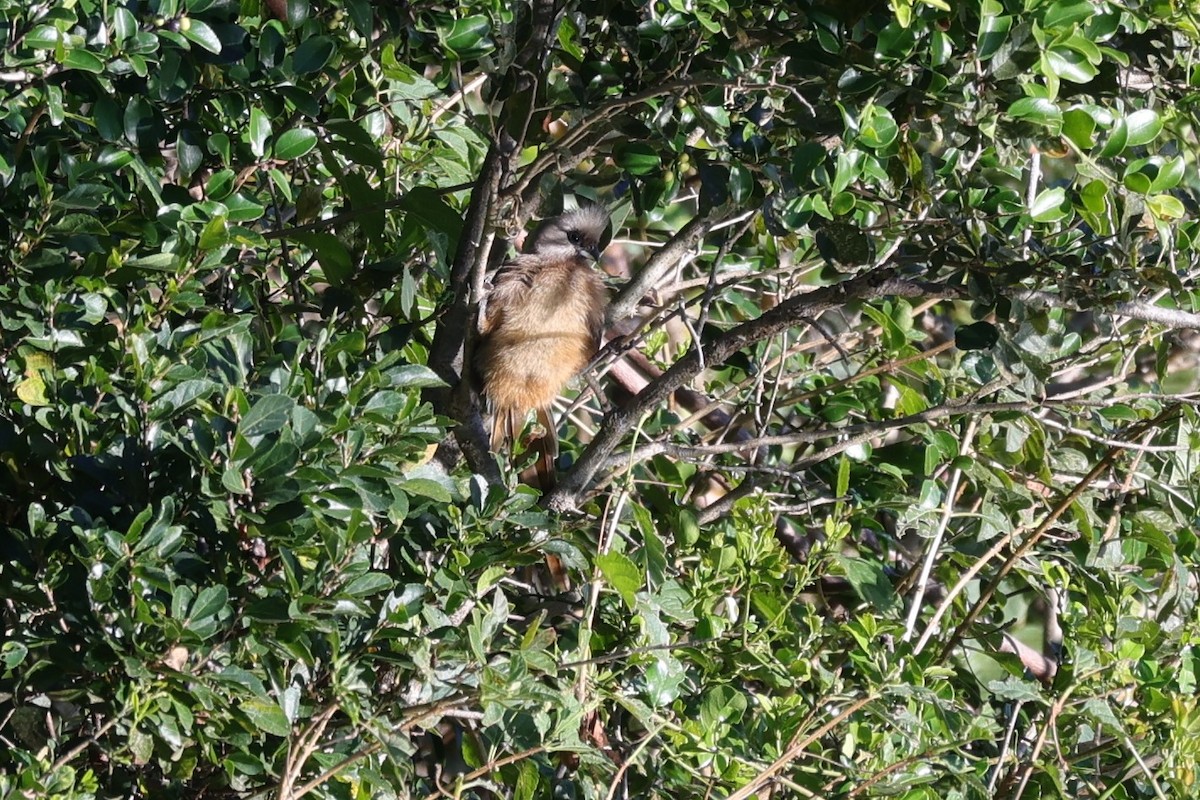Speckled Mousebird - ML642058506