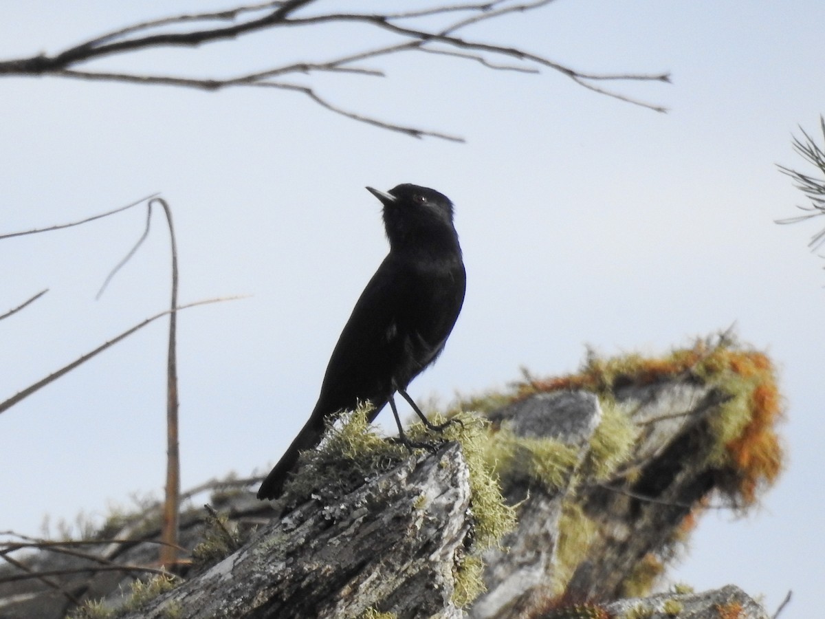 Velvety Black-Tyrant - ML642058507