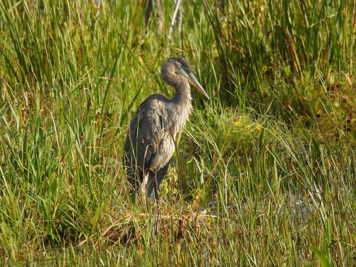 Great Blue Heron - ML642058508