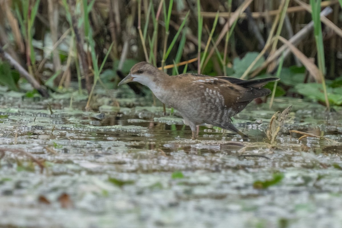 Little Crake - ML642058511