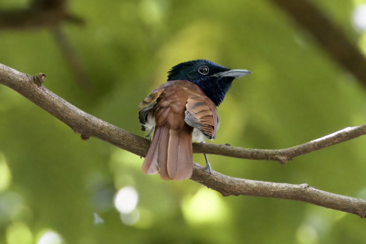Amur Paradise-Flycatcher - ML642058514