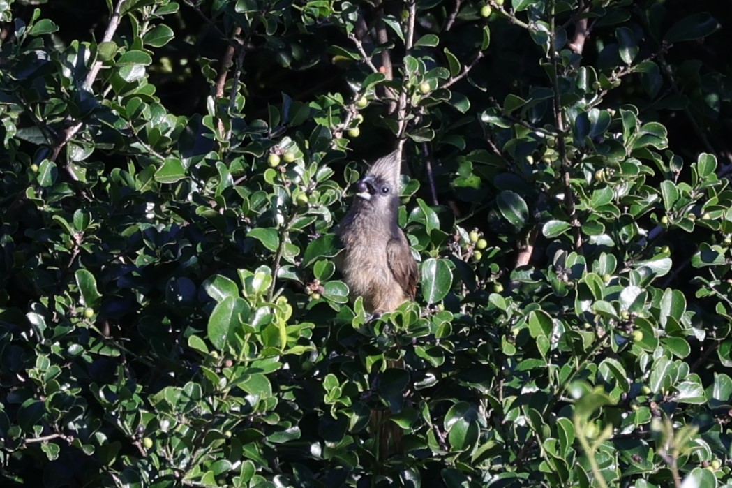 Speckled Mousebird - ML642058518
